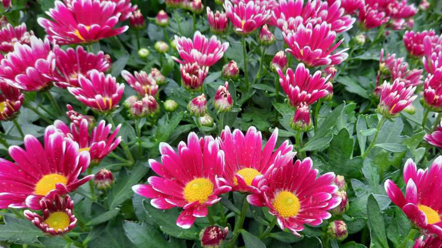 La plante du mois de novembre le chrysanthème Ville de Fouesnant