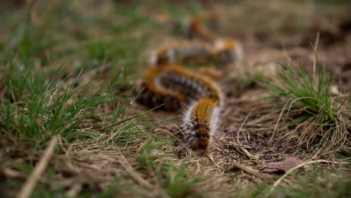 chenilleporcessionnaires