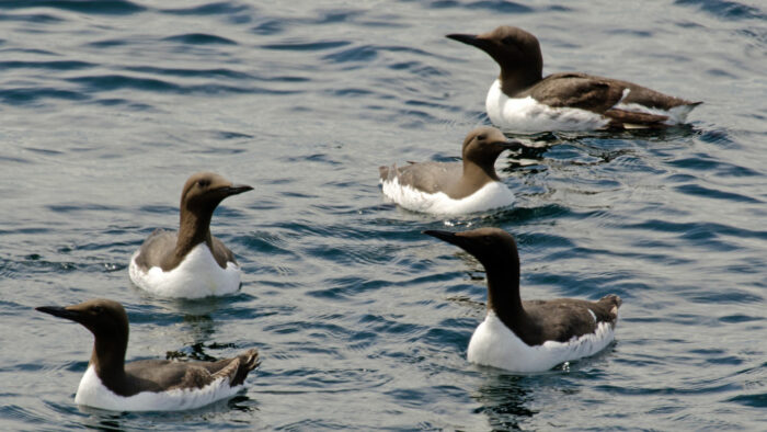 guillemots-de-troil