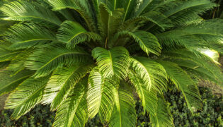 Cycas-2